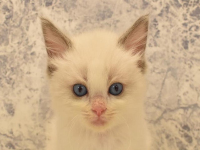 千葉県のラグドール (ペッツワン幕張店/2024年2月16日生まれ/男の子/ブルーポイントバイカラー)の子猫